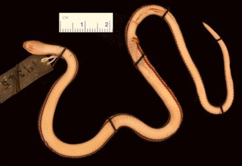 Media type: image;   Herpetology R-19345